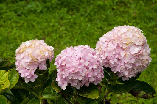 pink Hydrangea flower planting garden