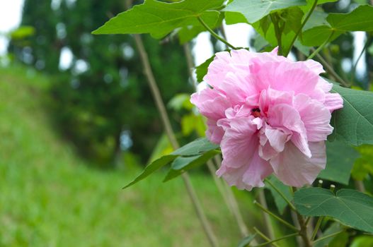 pink Cotton rose flower planting garden - Hibiscus mutabilis L.