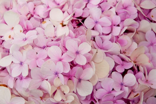 pink Hydrangea flower close up