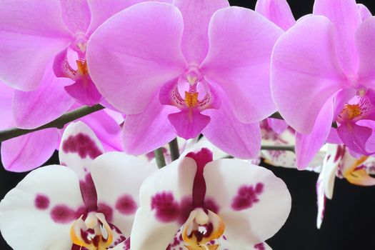 Beautiful purple and white orchid on black background