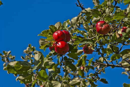 photo is shot in the garden of red mansion in halden and shows apple tree with red apples
