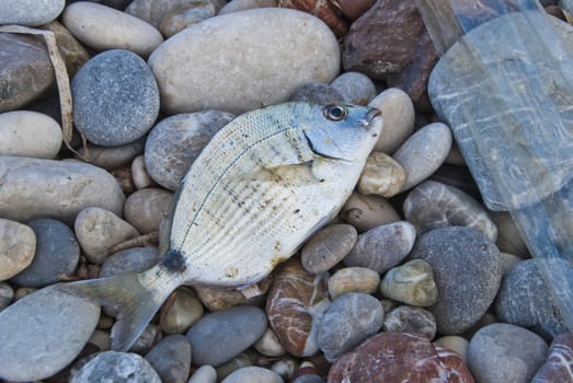 on the beach at Hotel Sun Beach Resort in Ixia, Rhodes, I discovered a fish that someone had fished up of the Mediterranean, the image is shot on vacation in Rhodes autumn 2012.