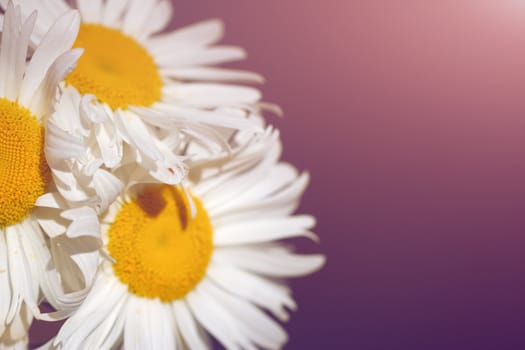 Large white camomile  close-up on blue background