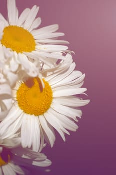 Large white camomile  close-up on blue background