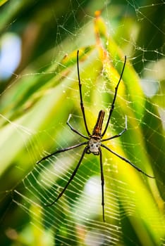 Female golden web spider with small male on her back (Nephila pilipes), Bali, Indonesia. Females spider are large and grow to a body size of 30–50 mm, with males growing to 5–6 mm. 