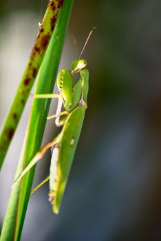 Mantis in green leaves, selective focus on predator's eyes