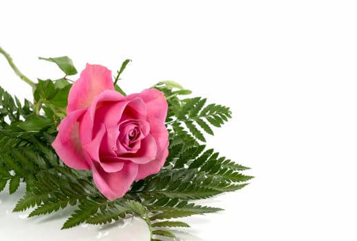 pink rose and green leaves isolated on white