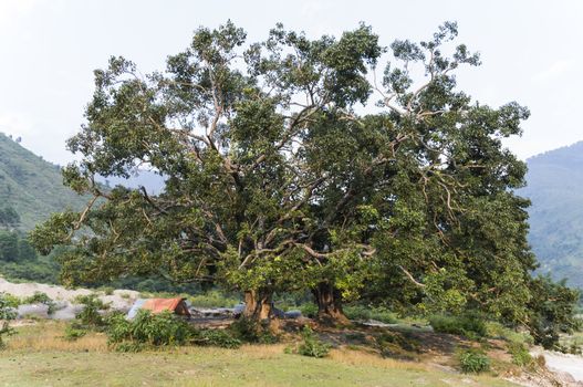 huge tree with small tent in nepal, asia