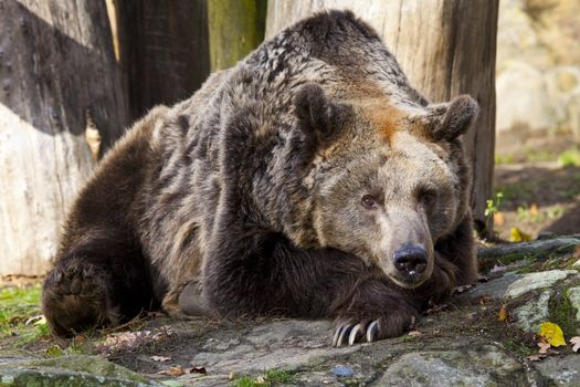 A brown Bear in Berlin Zoo, Germany.