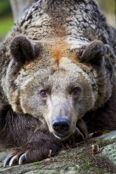 A brown Bear in Berlin Zoo, Germany.