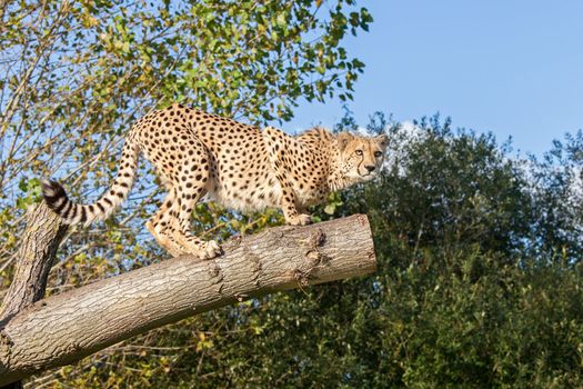 Cheetah Crouching on a Tree Branch Acinonyx Jubatus