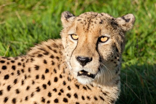 Head Shot of Beautiful Cheetah in Afternoon Sun Acinonyx Jubatus