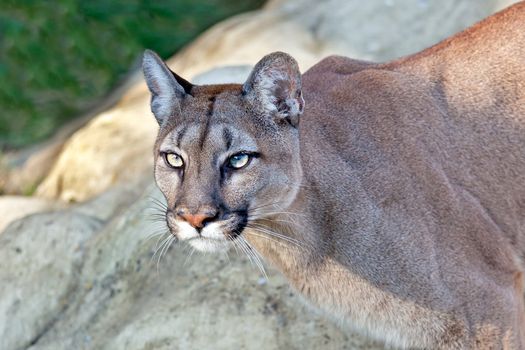 Head Shot of Beautiful Puma in Afternoon Sun Felis Concolor