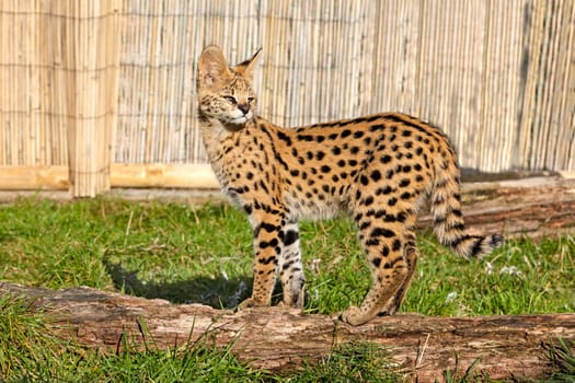 Cute Serval Kitten Standing on Log in Afternoon Sunshine Leptailurus Serval