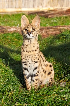 Serval Kitten Sitting Looking Upwards Leptailurus Serval