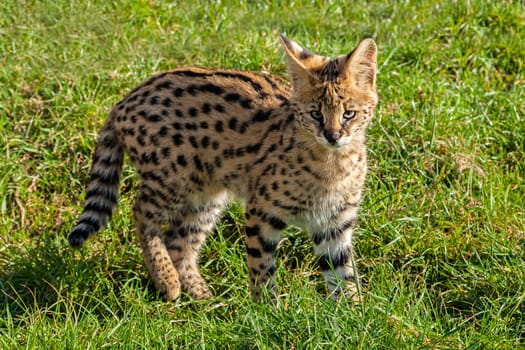 Cute Serval Kitten Standing on Grass Leptailurus Serval