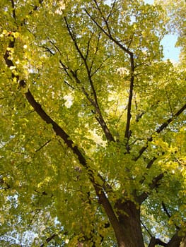 Abstract shot - tree from bellow