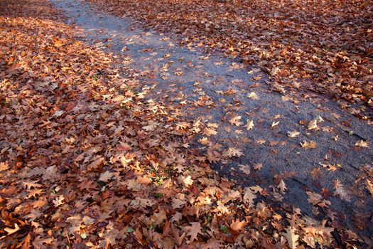 path through fallen leaves in warm light of setting sun