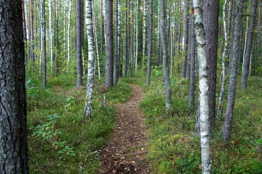 Green way in the forest between trees