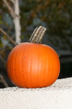 a freshly harvested pumpkin ready for carving at a house