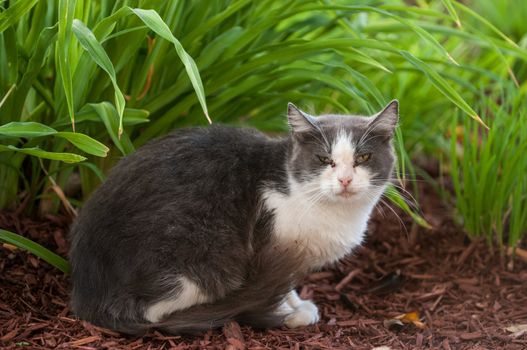 A stray cat watching very cautiously to the camera