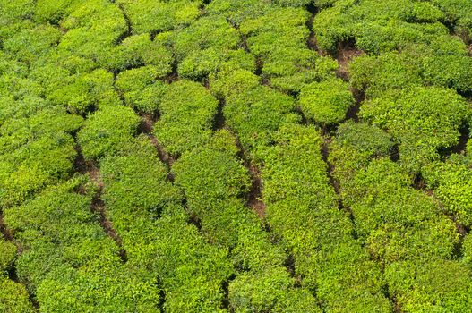 Lush Green Tea Estate on a winter morning