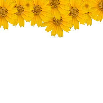Flower background on white with copy space