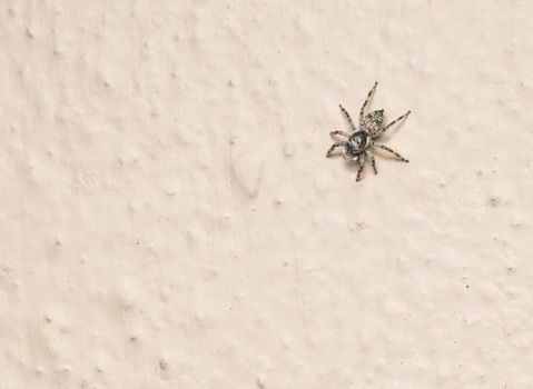 A cautious jumping spider on the wall