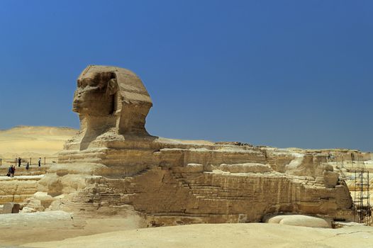 A row of camels transport tourists in front of all of the Giza Pyramids in Cairo, Egypt