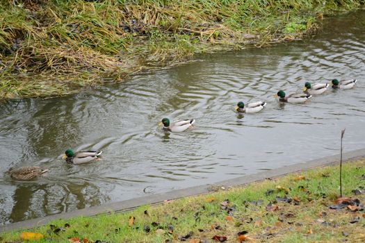 teal wild duck swim in row in the river