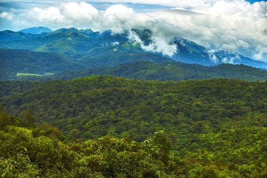 Green spring nature flourishing towards mountain top