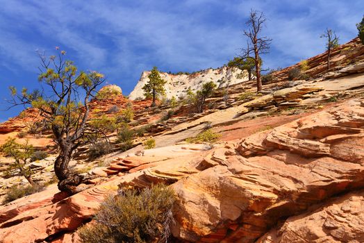 Zion National Park, USA. Scenic multicolored cliffs create an unforgettable landscape 