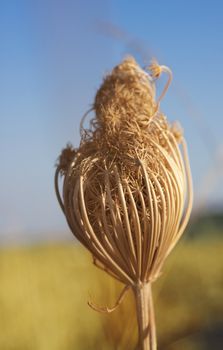 Close up of a dried flower in a field, with blurred background