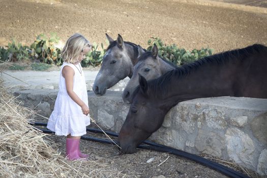 Little girl feeding three horses with hay