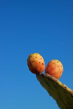 Cactus with prickly pear