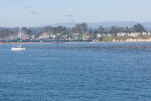 SANTA CRUZ, CA, USA - SEPTEMBER 5: Thousands of birds feeding on on sardines and anchovies September 5, 2011 in Santa Cruz, CA, USA