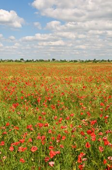 Red poppies in rural field with a village on background