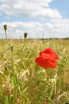 Poppy with fruits in fields of crops and cloudy sky