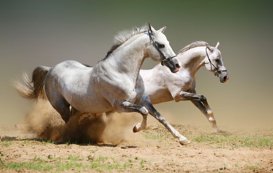 Beautiful Horses