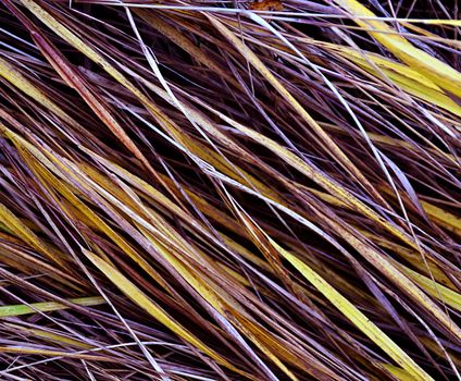 background or texture yellow-brown autumn grass