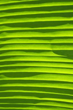 Fill frame texture of backlit banana leaf