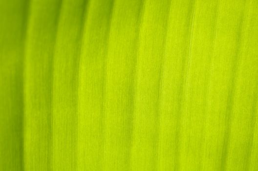 Texture of backlit banana leaf in a banana plantation