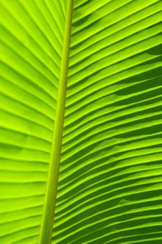 Fill frame texture of backlit banana leaf