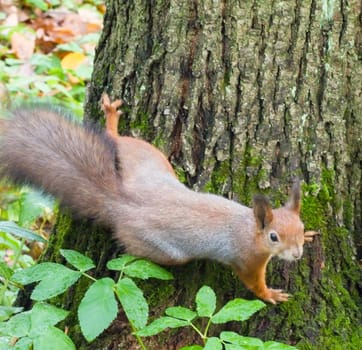 squirrel sits on a tree looking warily at the camera