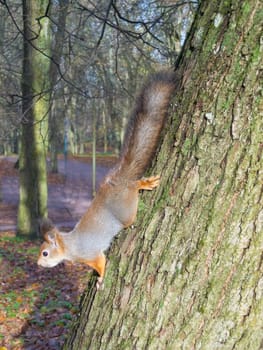 squirrel sits on a tree looking warily at the camera