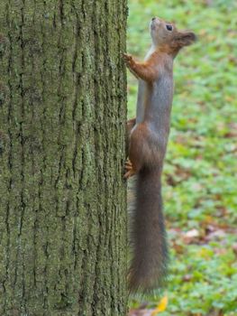 squirrel sits on a tree looking warily at the camera