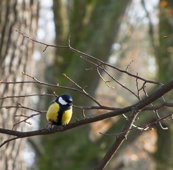 tit bird sitting on a tree trunk