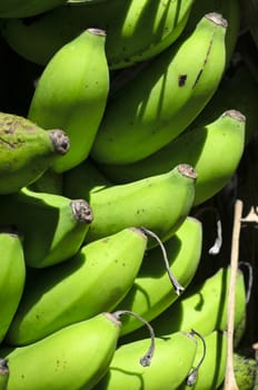 Close-up of unripened banana fruits on tree