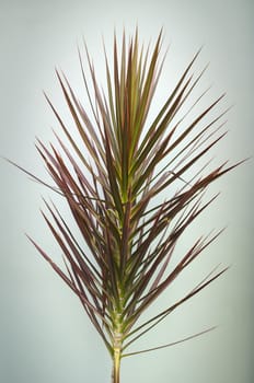 Indoor decorative indoor plant against plain wall