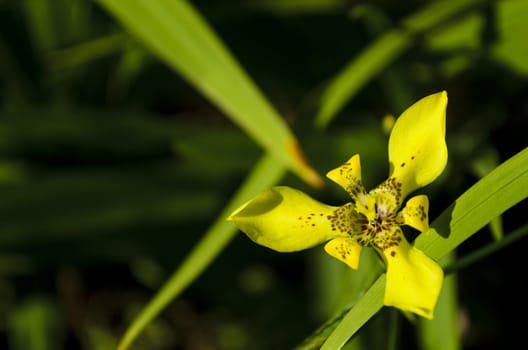 Close up of yellow flower in a garden